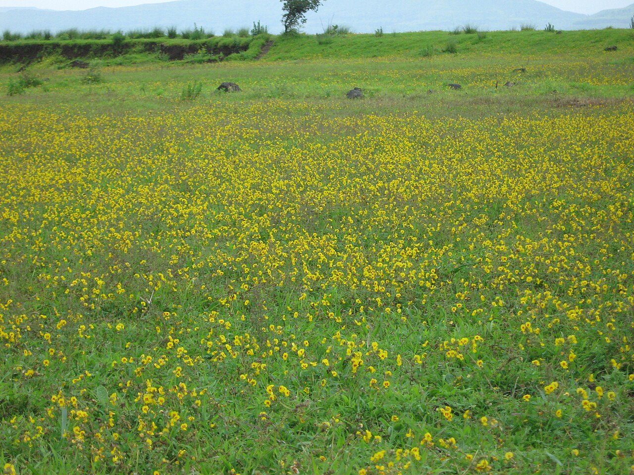 Book Kaas Plateau Taxi
